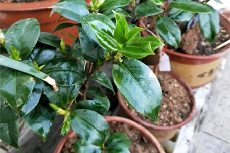 茶花热天怎么养