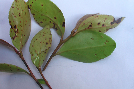 茶花热天怎么养