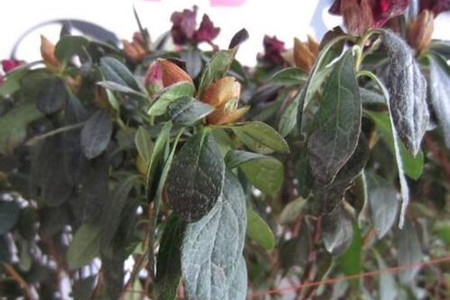 茶花热天怎么养