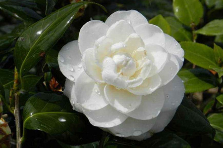山茶花的养殖办法