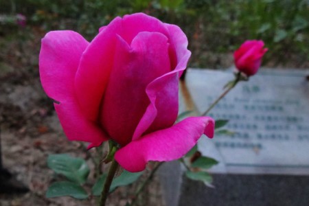 月季花夏天怎么养