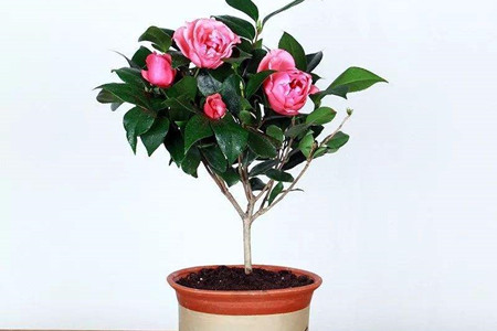 山茶花的养殖办法