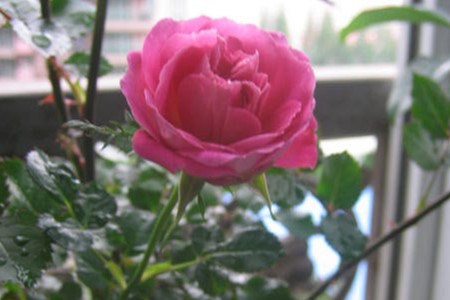 月季花夏天怎么养