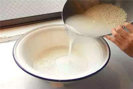 淘米水可以浇栀子花吗