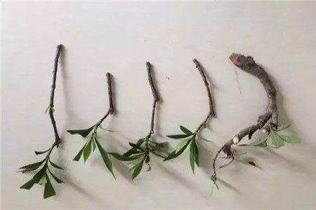 栀子花怎么扦插