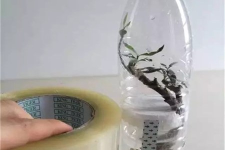 栀子花怎么扦插