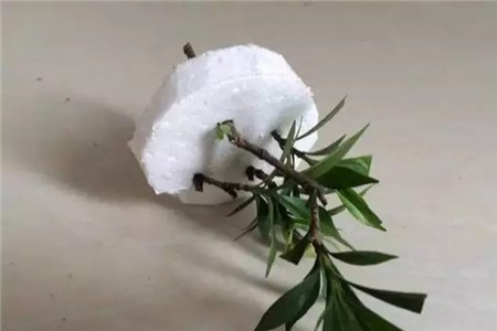 栀子花怎么扦插