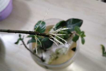 栀子花怎么扦插