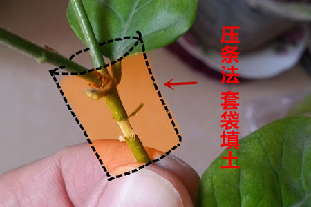 茉莉的两大繁殖办法，土培扦插、环剥压条，最快生根了解一下！