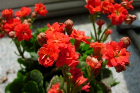 长寿花夏天怎么养