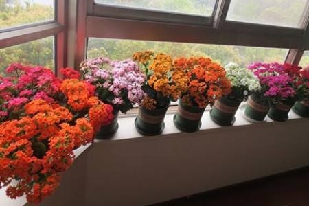 长寿花夏天怎么养