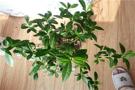 栀子花不结花苞是啥原因
