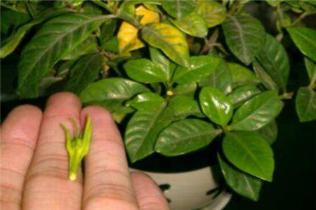 栀子花不结花苞是啥原因