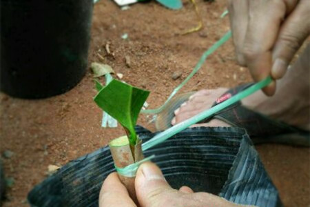 茶花怎么繁殖