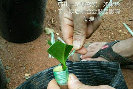 茶花嫁接时间和办法
