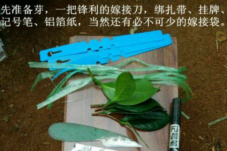 茶花嫁接时间和办法