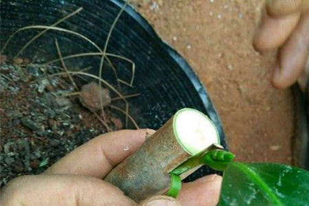 茶花嫁接时间和办法