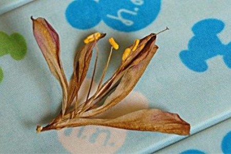 君子兰开花后怎么处理