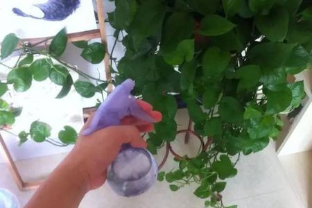 绿萝养护办法