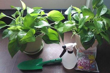 家里养绿萝会招虫子吗