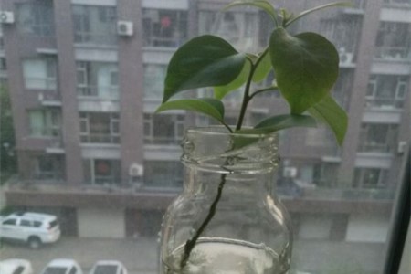 三角梅的水培办法