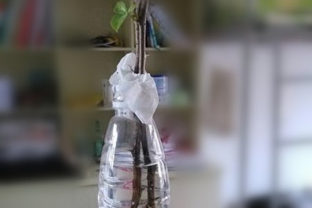 三角梅的水培办法