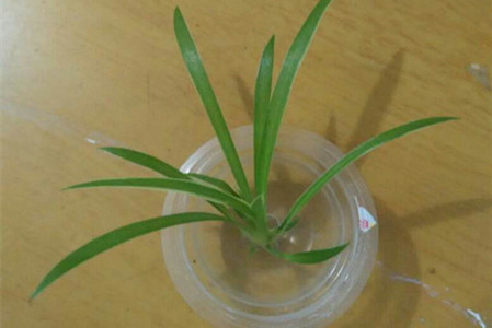 夏天水养绿萝生蚊子解决办法