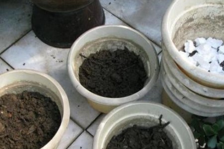 富贵竹怎么分株繁殖