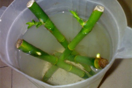 水培富贵竹怎么生根