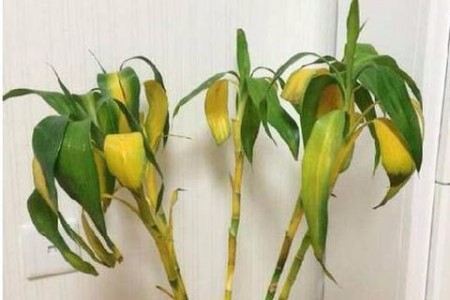 土培富贵竹叶子发黄解决办法