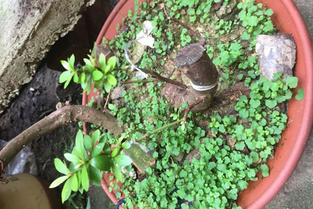 杜鹃的嫁接时间与办法