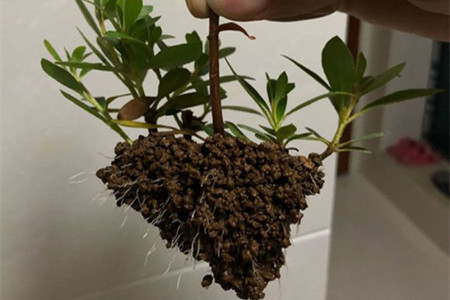 杜鹃花怎么繁殖