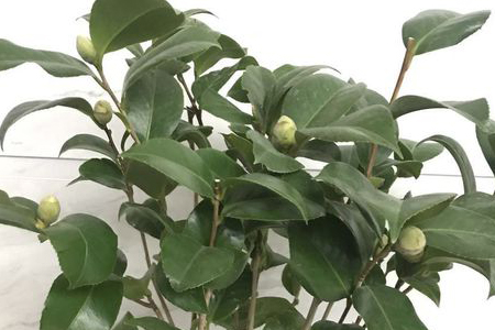 茶花移栽后怎么样浇水