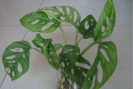 龟背竹可以水养吗