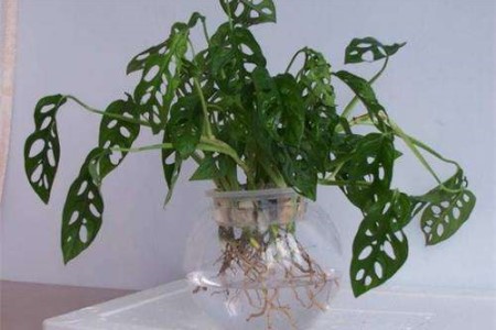 龟背竹可以水养吗