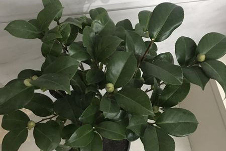 茶花移栽后怎么样浇水