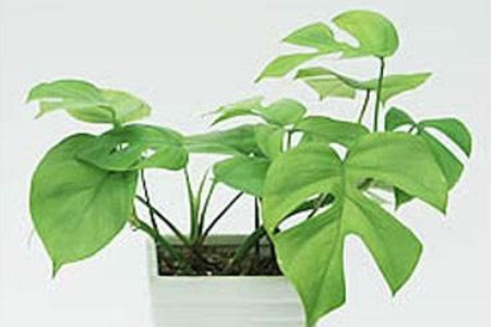 龟背竹可以水养吗