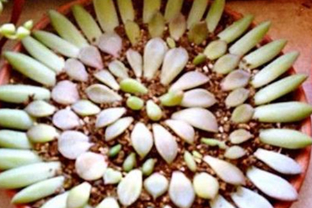 多肉夏天叶插能活吗