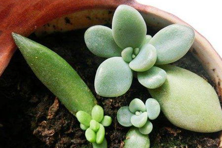 多肉夏天叶插能活吗