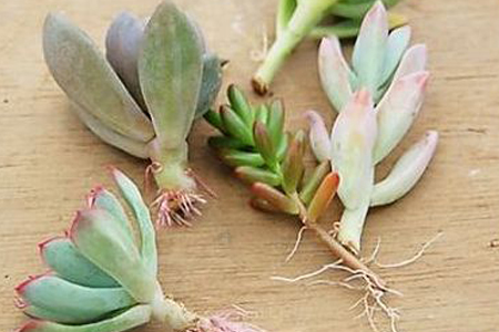 多肉夏天叶插能活吗