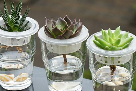 多肉夏天叶插能活吗