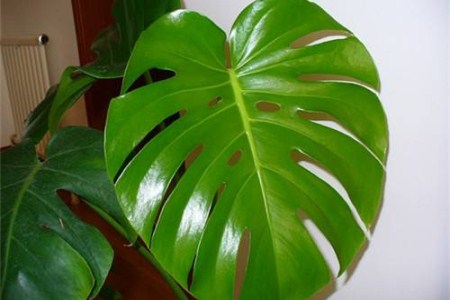 龟背竹可以浇啤酒吗