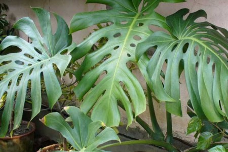 龟背竹叶子发黑是什么问题