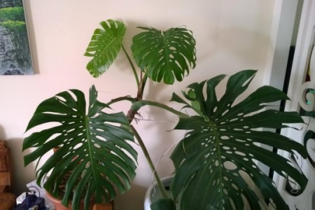 龟背竹叶子发黑是什么问题