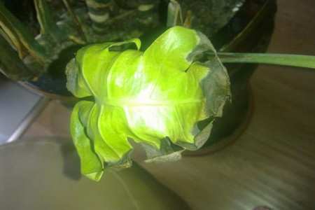 龟背竹叶子发黑是什么问题