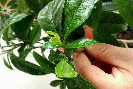 栀子花剪一段可以活吗