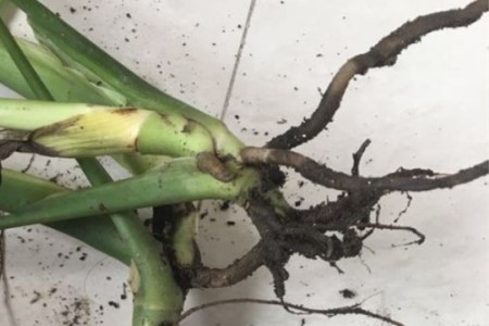 龟背竹叶子发黑是什么问题