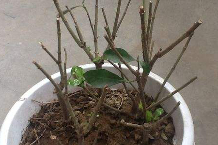 栀子花剪一段可以活吗