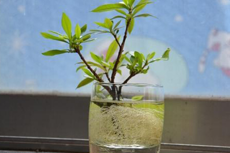 栀子花剪一段可以活吗