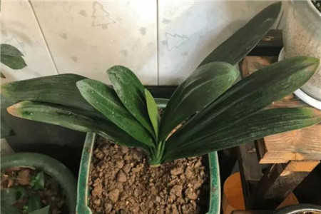 君子兰叶子发黄是啥原因